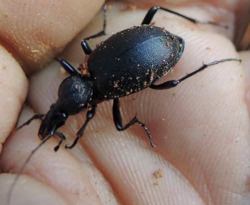 Cychrus caraboides